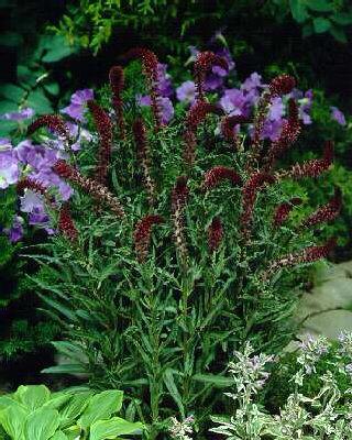 lysimachia atropur