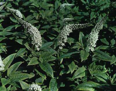 lysimachia clethro
