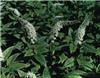 lysimachia clethro