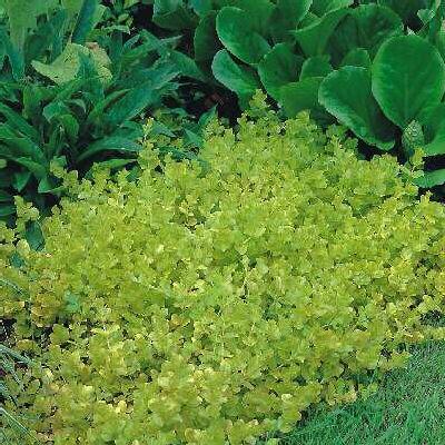 lysimachia nummela