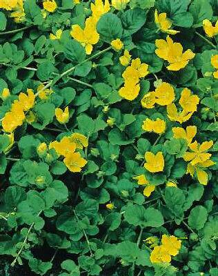 lysimachia nummula