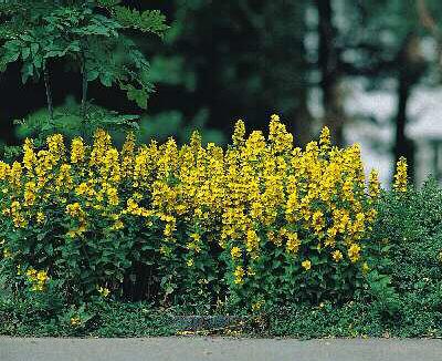 lysimachia punctat
