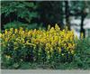 lysimachia punctat
