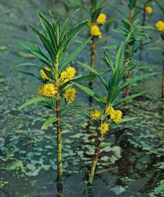 lysimachia thyrsif