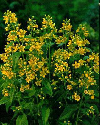 lysimachia vulgari