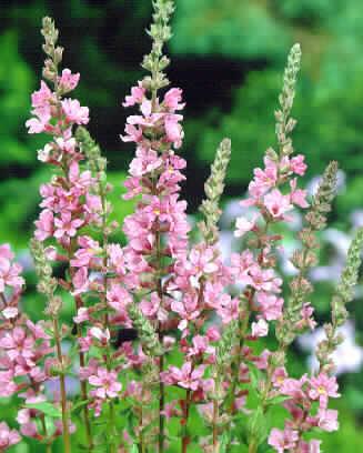 lythrum salicaria 