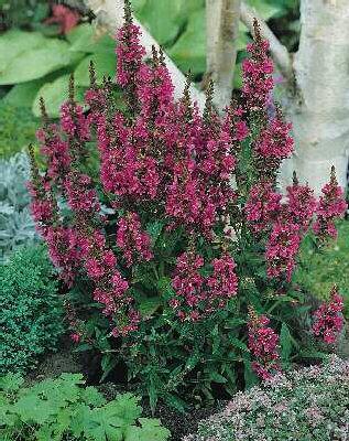 lythrum salicaria 