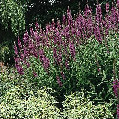 lythrum salicaria feuerkerze