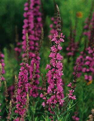 lythrum salicaria