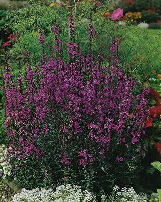 lythrum virgatum d
