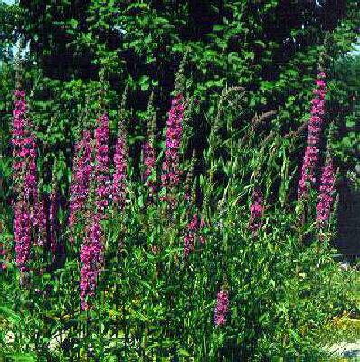 lythrum virgatum r