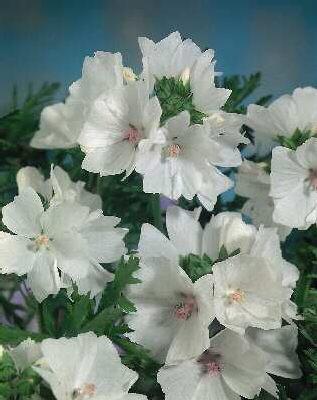malva alcea fastig