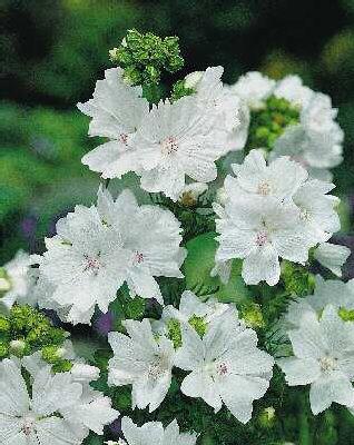 malva moschata alb