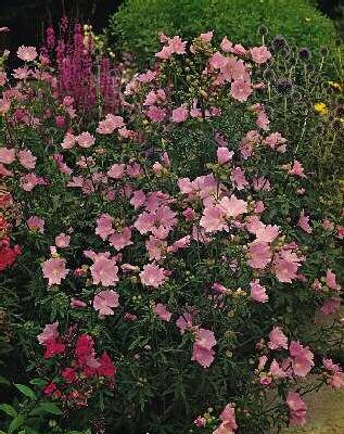 malva moschata