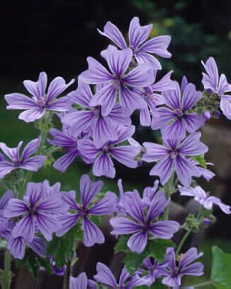 malva sylvestris m