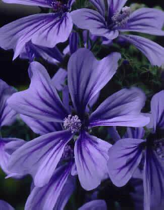 malva sylvestris p