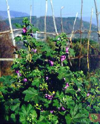 malva sylvestris