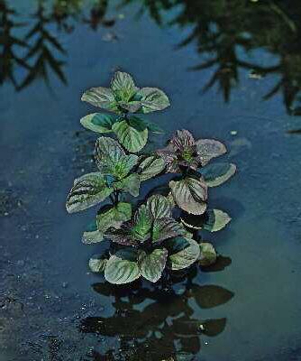 mentha aquatica