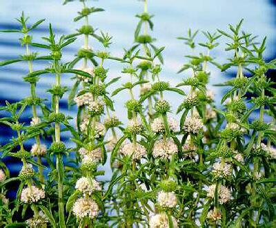 mentha cervina alb