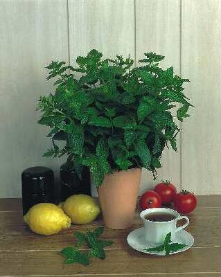 mentha piperita