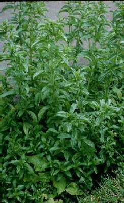 mentha pulegium