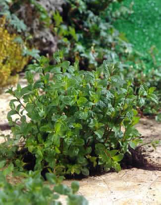 mentha spicata