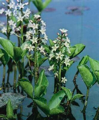 menyanthes trifoli