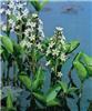 menyanthes trifoli