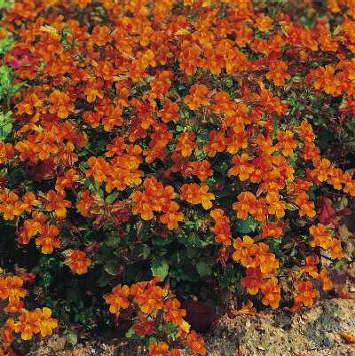 mimulus cupreus