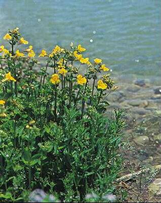 mimulus luteus
