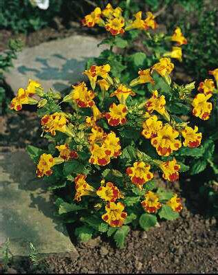 mimulus orange glow