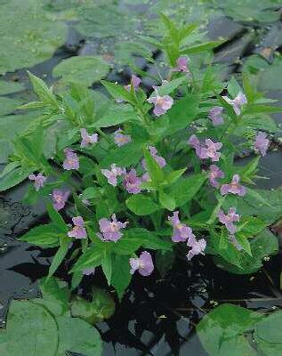 mimulus ringens