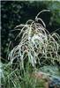 miscanthus sinensi