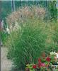 miscanthus sinensi