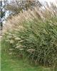 miscanthus sinensi