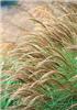 miscanthus sinensi