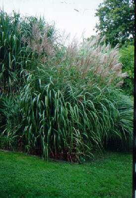 miscanthus sinensi