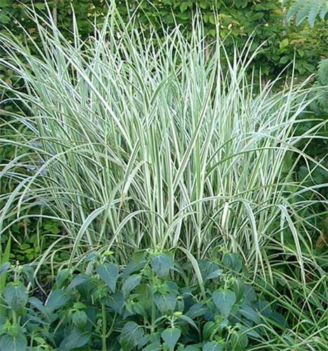 miscanthus_sinensis_rigoletto
