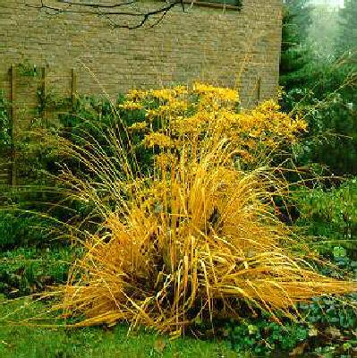 molinia arundinace