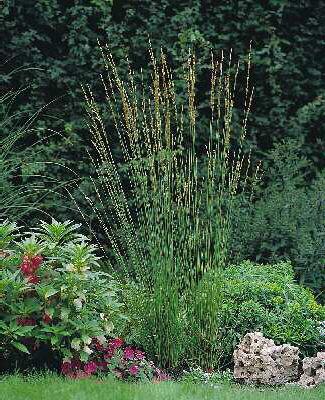 molinia caerulea h