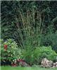 molinia caerulea h