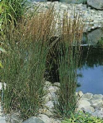 molinia caerulea m