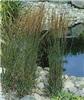 molinia caerulea m