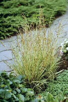 molinia caerulea v