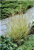 molinia caerulea v