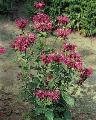 monarda adam