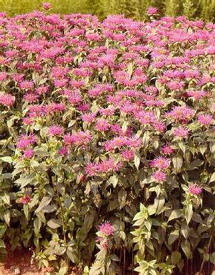 monarda blaustrump