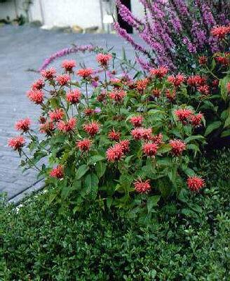 monarda didyma