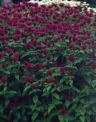 monarda donnerwolke
