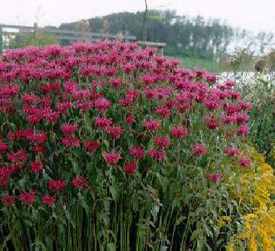 monarda feuerschopf